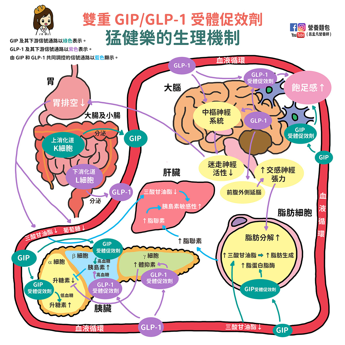 猛健樂是什麼？它真的是減重神藥嗎？機轉是什麼？ 營養師翻譯整理文獻告訴你。
